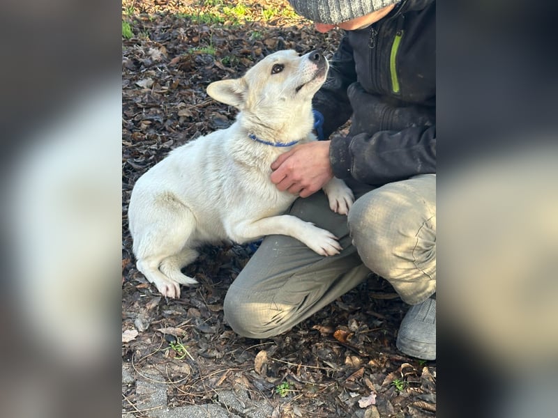 Wendy, geboren 20.11.2024, 45cm sucht ihre Menschen