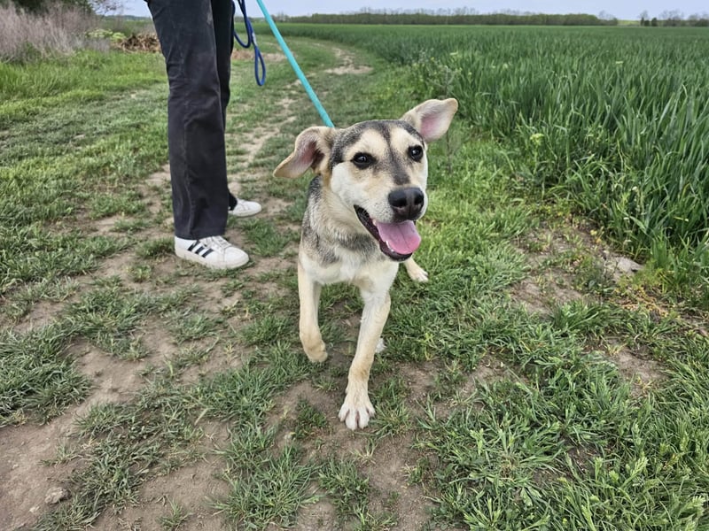 Vitez, geb. 09.2025, 44cm, sucht seine Menschen