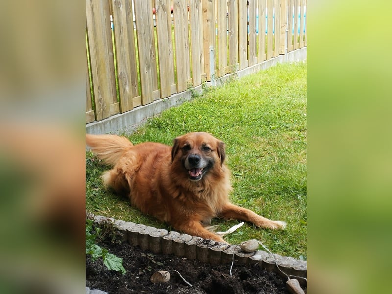 Luke, 8 Jahre, 52cm sucht neues Zuhause