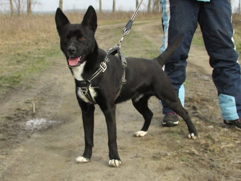 Rubble, geb. 01.12.2024, 43 cm, sucht nach seinen Menschen