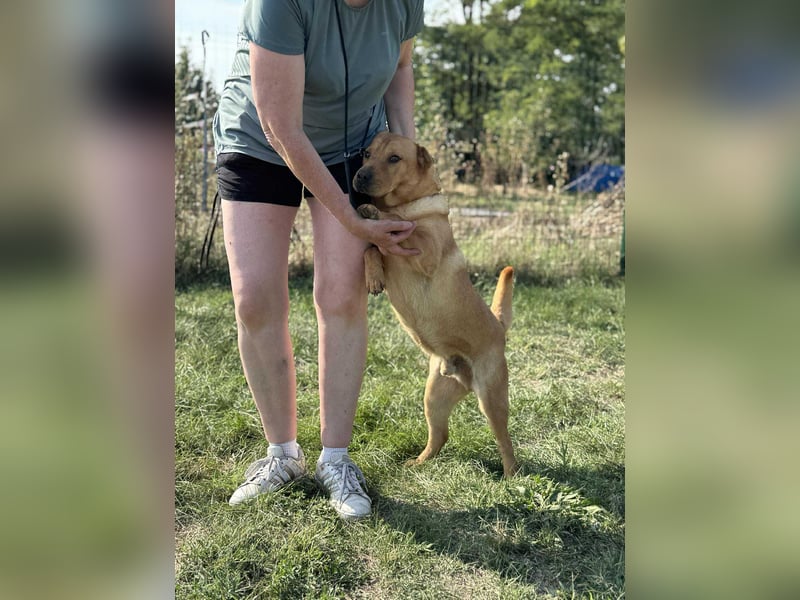 Cain, geboren 2018, 44cm sucht ein liebevolles Zuhause