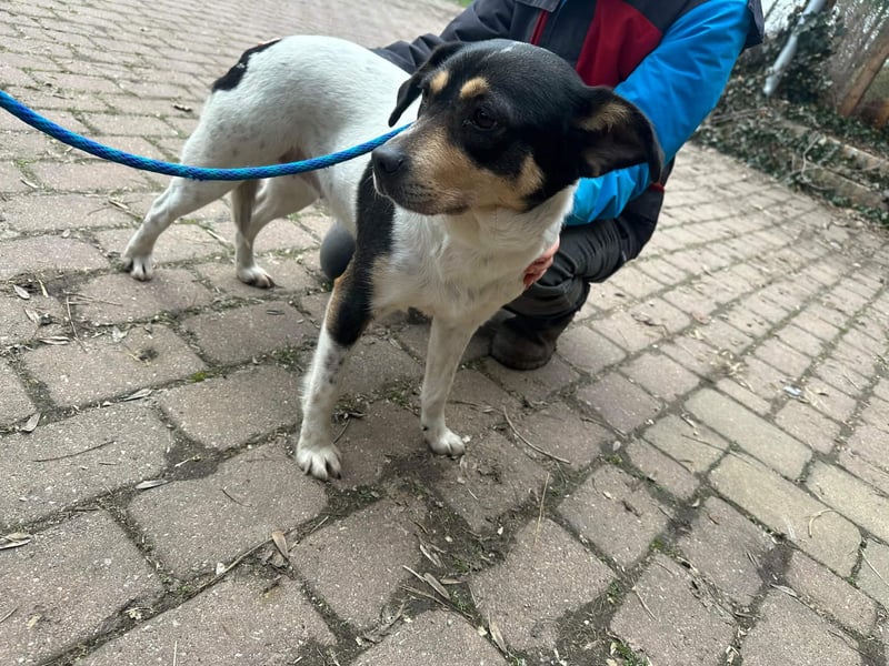 Vanda, geboren 29.01.2024, 47cm sucht ihr Glück