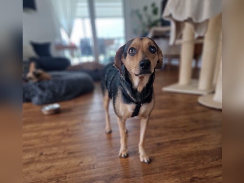 Szemi, geb. 02.03.2024, 46 cm, wartet auf sein Glück (Pflegestelle Deutschland)