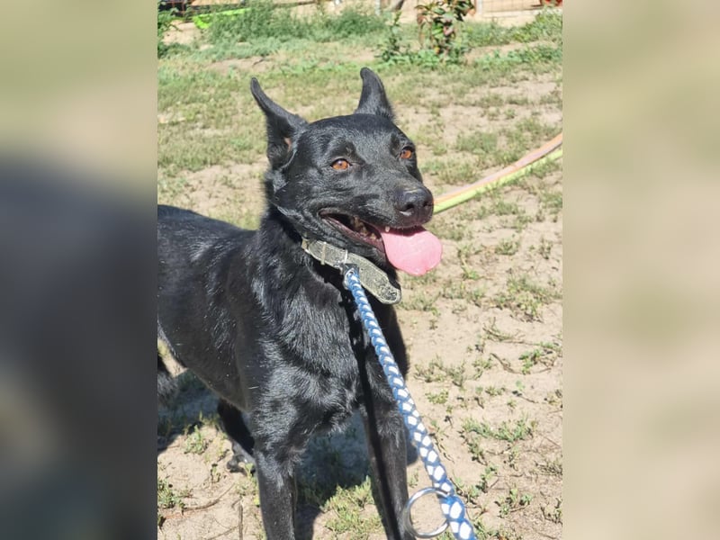 Zeusz, geb. 10/21, 45 cm, wartet auf seine Chance
