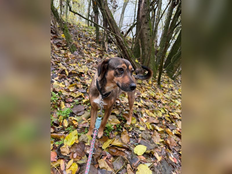 Pircsi, 2 Jahre, 42cm sucht ihr Körbchen