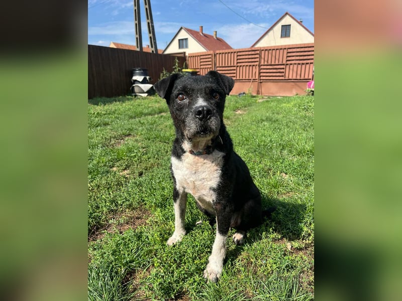 Thea, geboren 01.01.2015, 45cm sucht ruhiges Zuhause