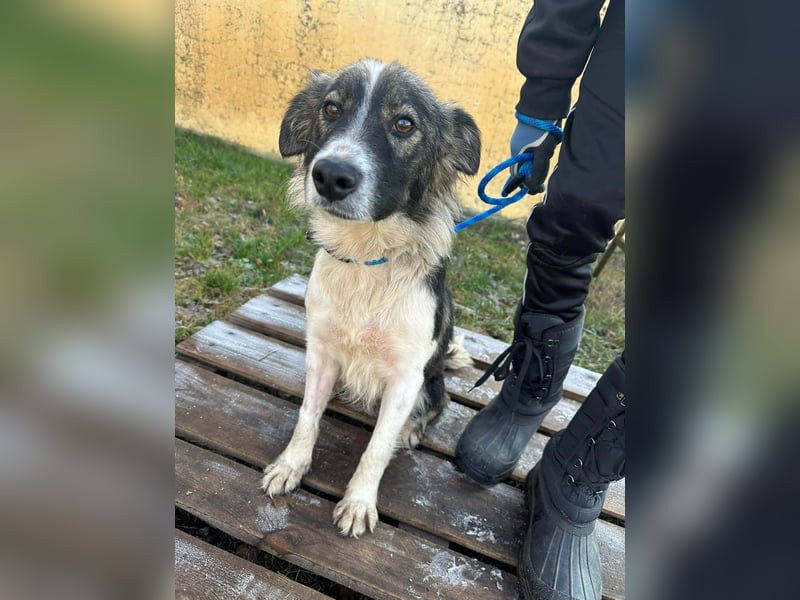 Fanni, geboren 01.11.2024, 49cm sucht ihr Plätzchen