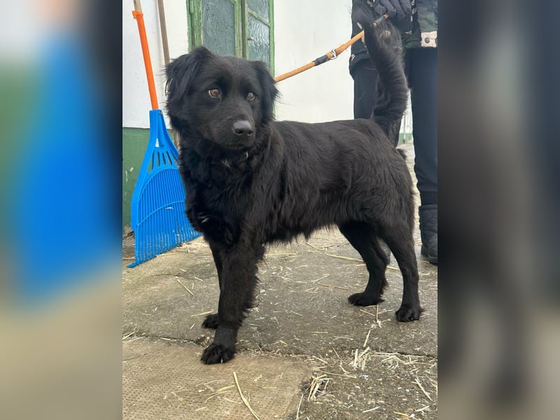 Kamilla, geb. 08.2024, 46cm sucht ihr Glück