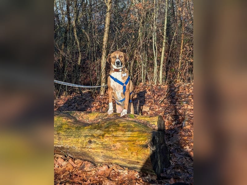 Miranda, geboren 16.08.2020, 49cm sucht ihr für immer Zuhause (Pflegestelle in Deutschland)