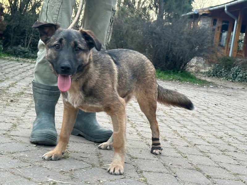 Mano, geboren 11.09.2025, 33cm sucht sein Glück