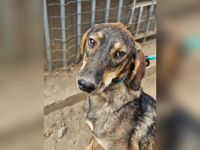 Ringo, geboren 07.01.2026, 52cm sucht sein Zuhause