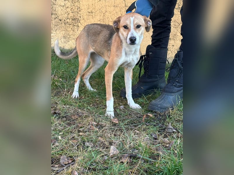 Reyla, geboren 01.05.2025, 49cm sucht ihre Menschen