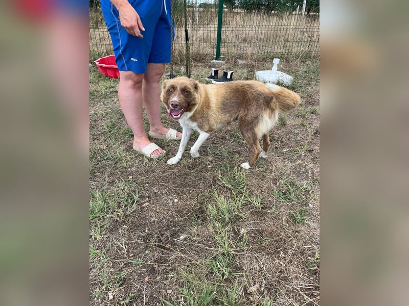 Yoko, geboren 15.06.2022, 50cm sucht ihr Zuhause