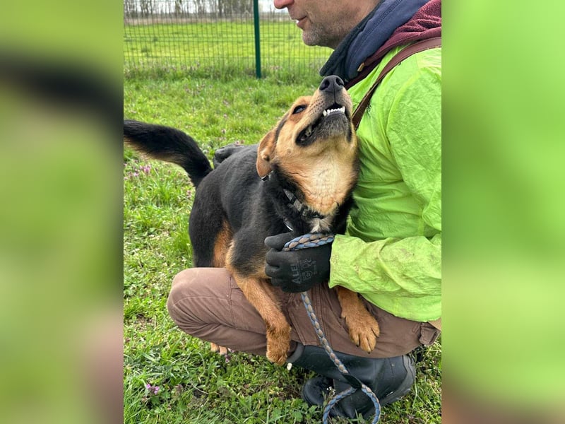 Gombi, geboren 01.08.2021, 50cm sucht seine Leute