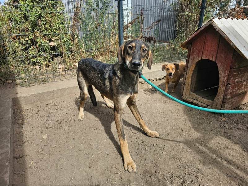 Ringo, geboren 07.01.2026, 52cm sucht sein Zuhause