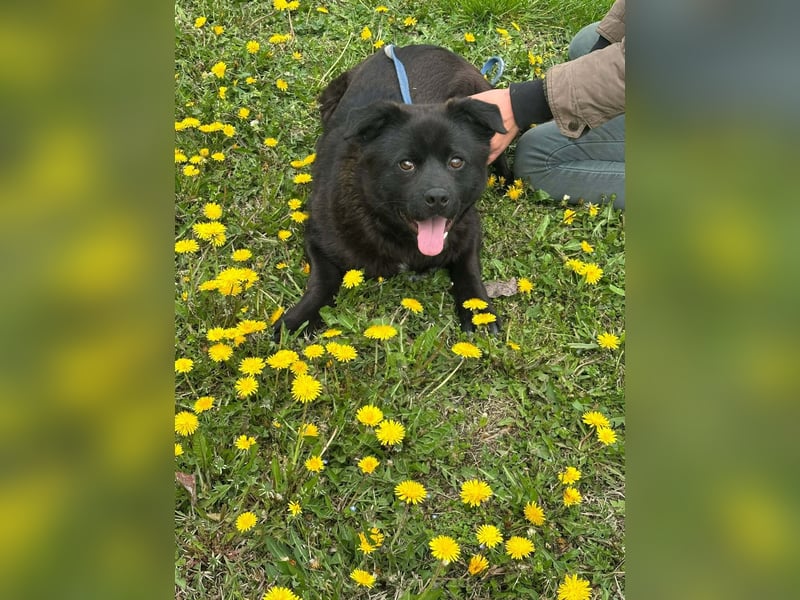 Roy, geb. Juli 2025, 43cm sucht sein Körbchen