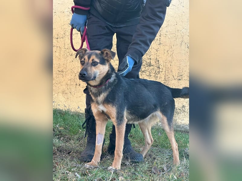 Gofi, geboren 01.08.2024, 46cm sucht seine Menschen