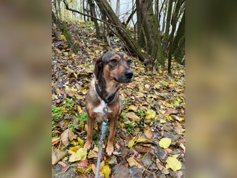 Priscy, 2 Jahre, 42cm sucht ihr Körbchen