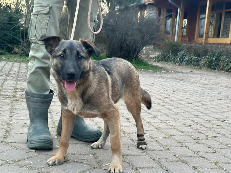 Mano, geboren 11.09.2025, 33cm sucht sein Glück