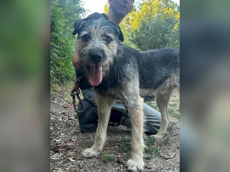 Ralf, geboren 01.08.2024, 49cm sucht sein für immer Zuhause
