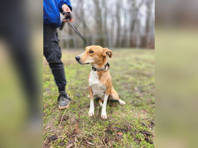 Törpie, 3 Jahre, 46cm sucht sein für immer Zuhause