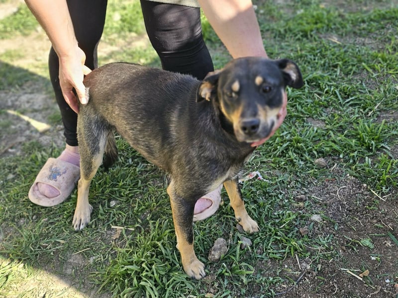 Mirella, geb. 12.2023, 46cm sucht ihre Menschen