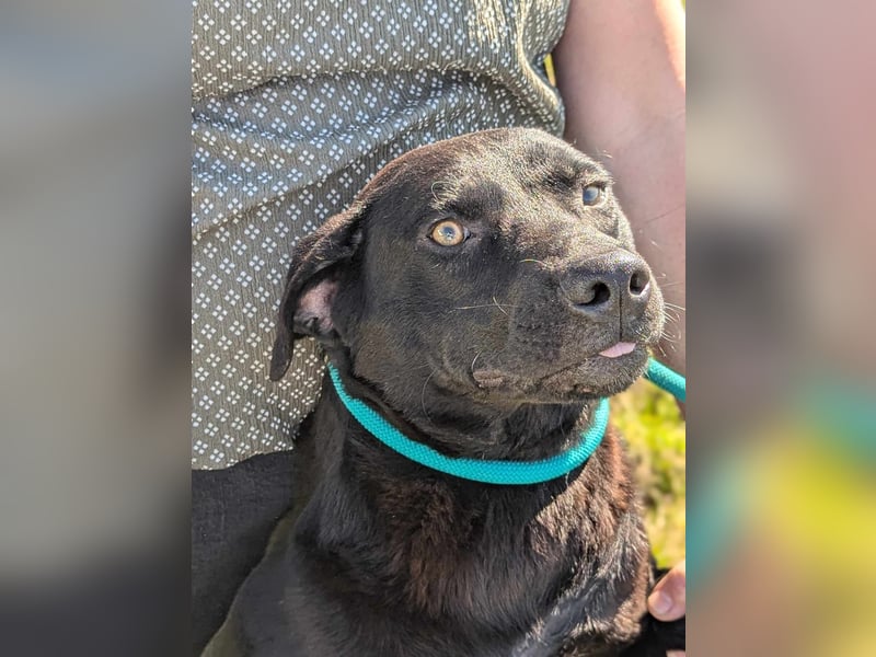 Thyson, geb. 04.2024, 50cm, sucht sein für-immer-Körbchen