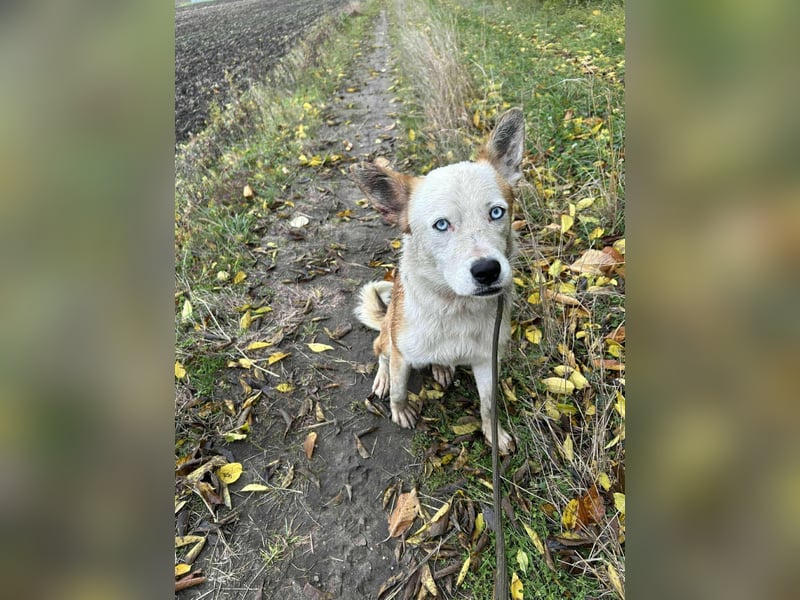 Princess, 2 Jahre, 45cm sucht seine Menschen