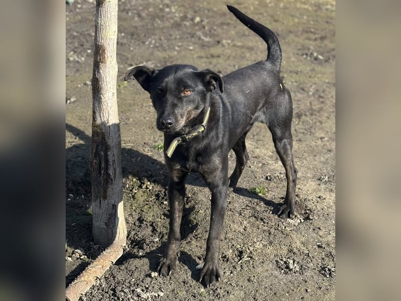Rango, geboren 15.08.2024, 48cm sucht seine Chance