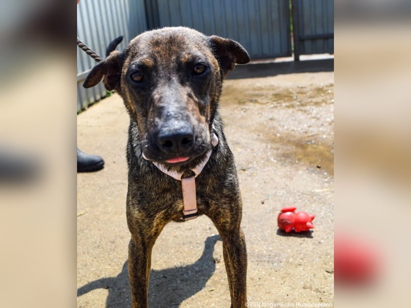 Cindy, geb. 06/2022, 48 cm, sucht ihre Menschen