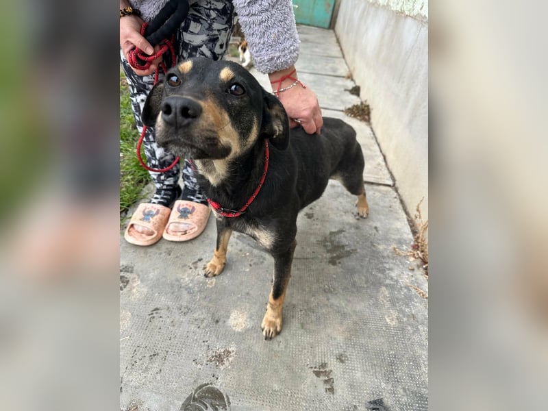 Mirella, geboren 05.12.2023, 46cm sucht ihre Menschen