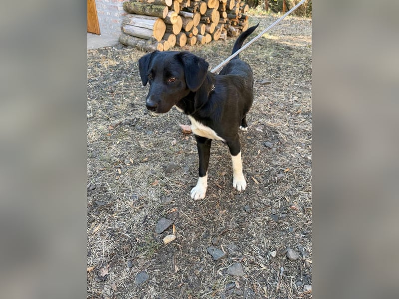 Teo, geboren 26.02.2026, 47cm sucht sein Zuhause