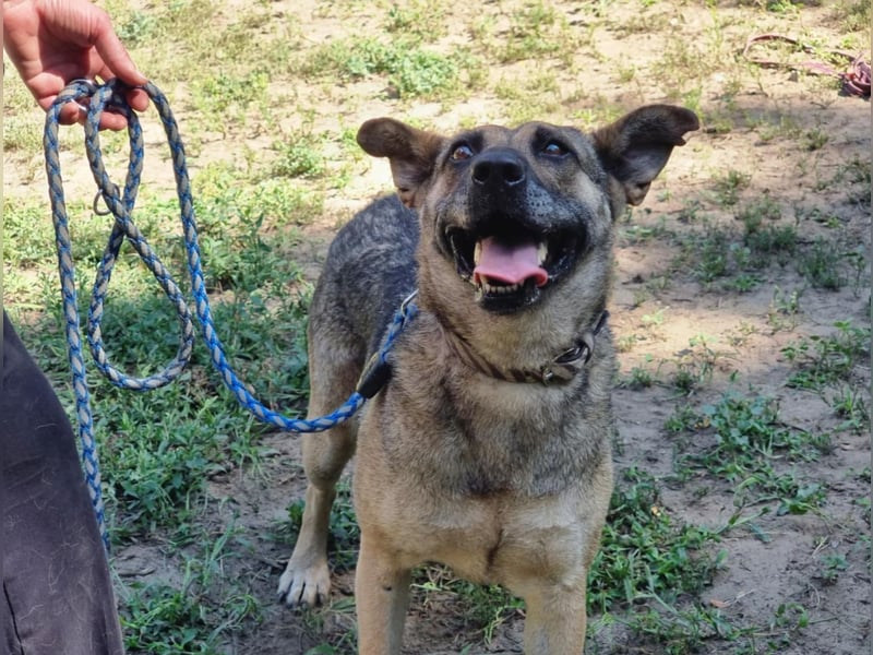 Greta, geb. 05.2021, 48cm, sucht ihr zu Hause