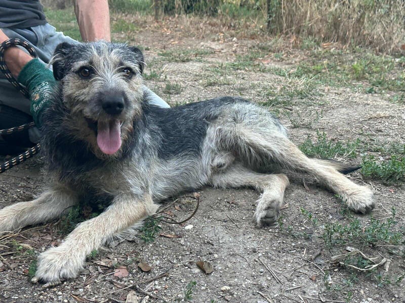 Ralf, geboren 01.08.2024, 49cm sucht sein für immer Zuhause