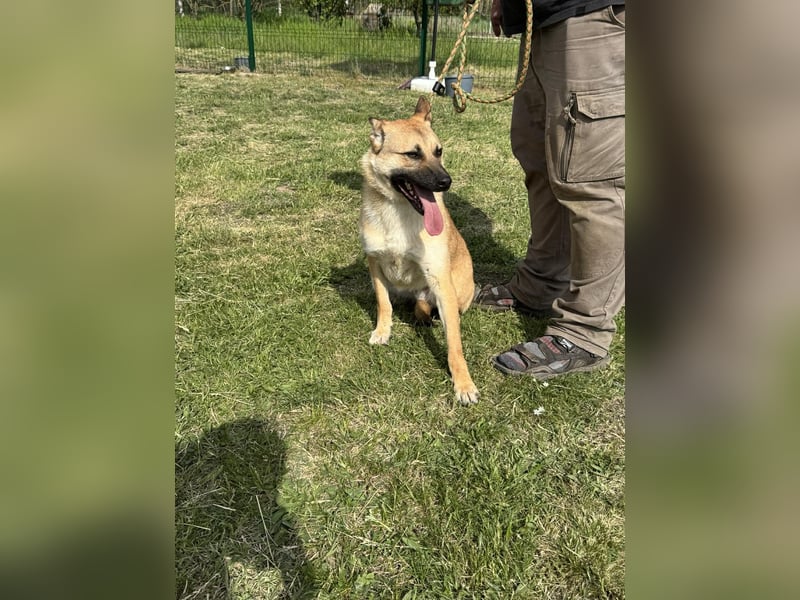 Joker, geboren 01.08.2024, 49cm sucht sein Abenteuer