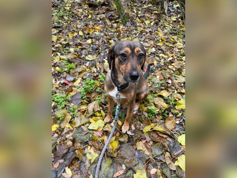 Priscy, 2 Jahre, 42cm sucht ihr Körbchen