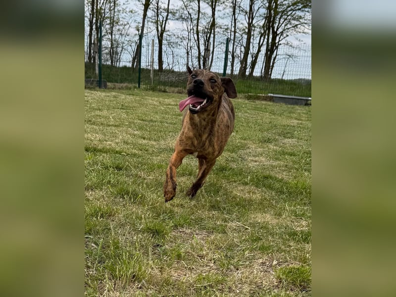 Cosmo, geb. 09.2023, 49cm sucht seine Abenteurer