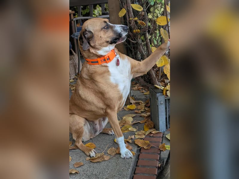 Miranda, geboren 16.08.2020, 49cm sucht ihr für immer Zuhause (Pflegestelle in Deutschland)