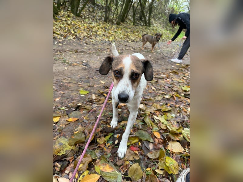 Csiri, 4 Jahre, 45cm sucht ihr Körbchen