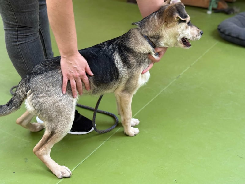 Vitez, geboren 01.09.2025, 44cm sucht sein Glück