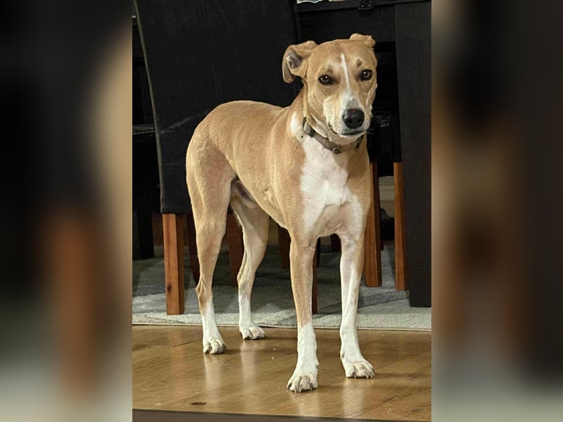 Törpie, 3 Jahre, 46cm sucht sein für immer Zuhause