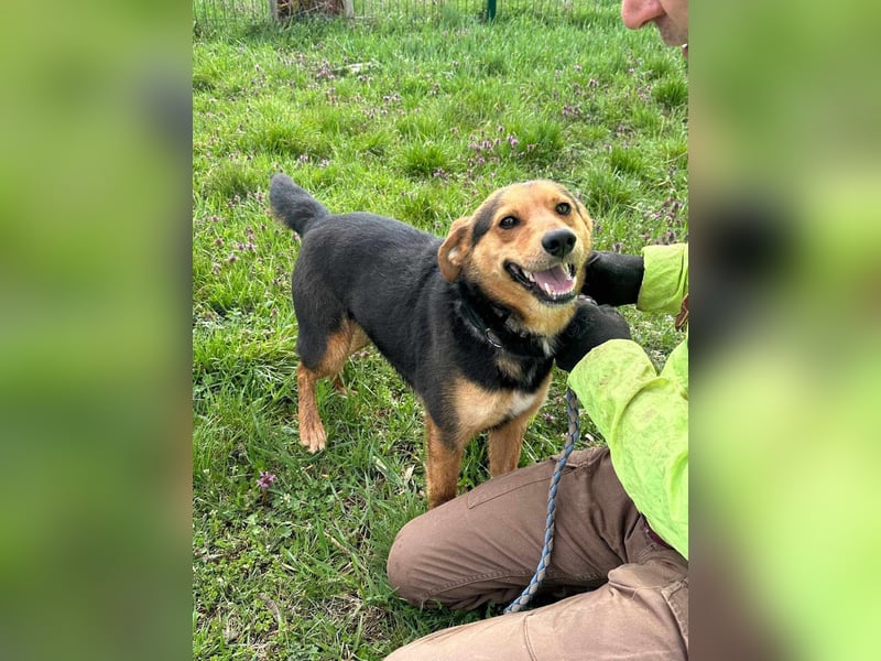 Gombi, geboren 01.08.2021, 50cm sucht seine Leute