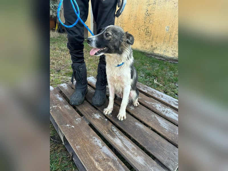 Fanni, geboren 01.11.2024, 49cm sucht ihr Plätzchen