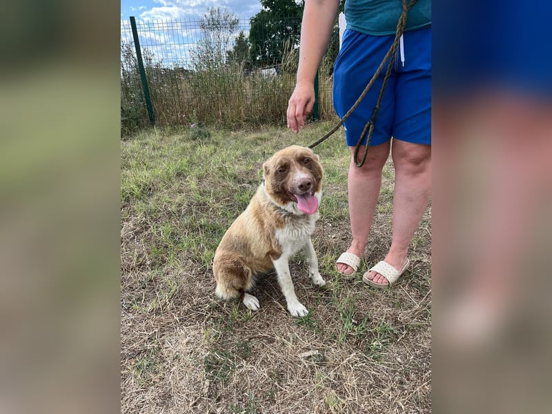 Yoko, geboren 15.06.2022, 50cm sucht ihr Zuhause