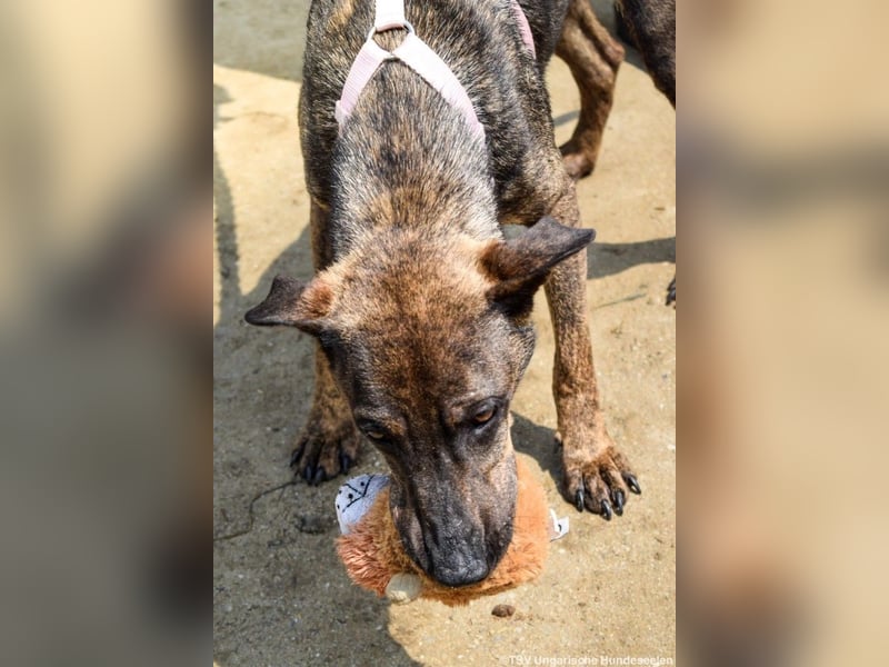 Cindy, geb. 06.2022, 48 cm sucht ihre Menschen zum Weltentdecken