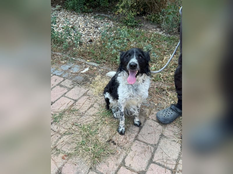Oreo, geboren 05.03.2025, 47cm sucht seine Familie