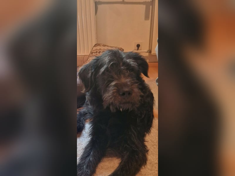 Tommy, geb. 12.2025, 36cm sucht sein Körbchen