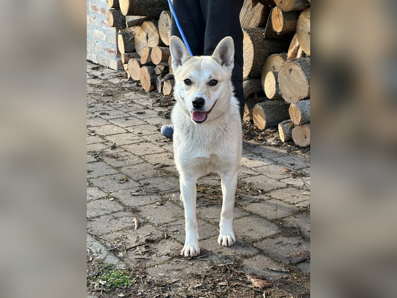 Wendy, geboren 20.11.2024, 45cm sucht ihre Menschen