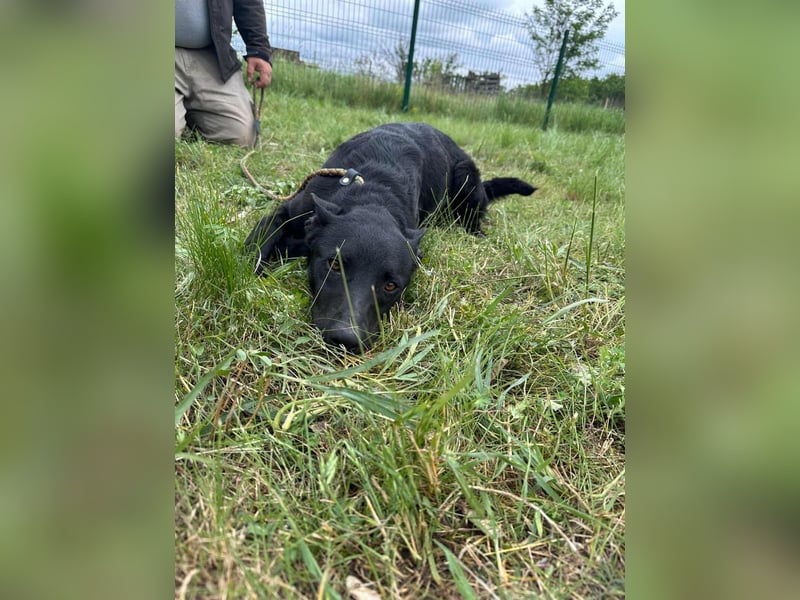 Dennis, geboren 01.06.2023, 53cm sucht nach seinem Glück