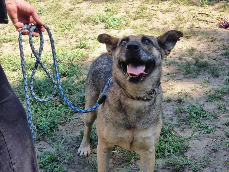 Greta, geboren 01.05.2021, 48cm sucht ihr Plätzchen